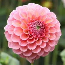 Image result for Dahlia x pinnata `Pompon Lilliput`