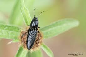 Attēlu rezultāti vaicājumam “Hemicrepidius sp.”