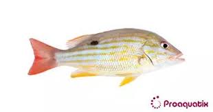 Image result for Lutjanus synagris