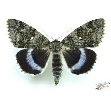 Attēlu rezultāti vaicājumam “Catocala nupta”