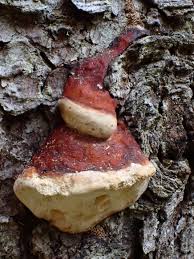 Attēlu rezultāti vaicājumam “Brefeldia maxima young”