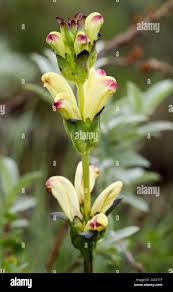 Attēlu rezultāti vaicājumam “Pedicularis sceptrum-carolinum leaf”