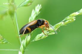 Attēlu rezultāti vaicājumam “Diachromus germanus”