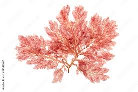 Attēlu rezultāti vaicājumam “Rhodophyta”