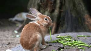 Attēlu rezultāti vaicājumam “Lepus sp.”
