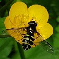 Attēlu rezultāti vaicājumam “Dasysyrphus tricinctus”