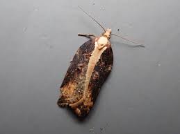 Attēlu rezultāti vaicājumam “Acleris cristana”