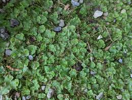 Attēlu rezultāti vaicājumam “Cephalozia bicuspidata sporophyte”