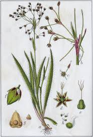 Attēlu rezultāti vaicājumam “Luzula pilosa bud”