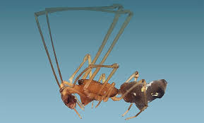 Attēlu rezultāti vaicājumam “Theridiidae”