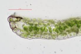 Attēlu rezultāti vaicājumam “Conocephalum conicum”