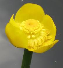 Attēlu rezultāti vaicājumam “Nuphar lutea flower”