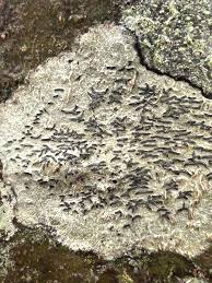 Attēlu rezultāti vaicājumam “Graphis scripta”