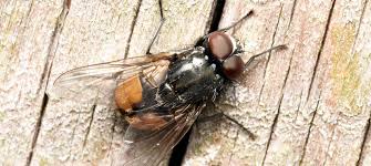 Attēlu rezultāti vaicājumam “Muscidae”