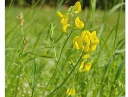 Attēlu rezultāti vaicājumam “Lathyrus pratensis”