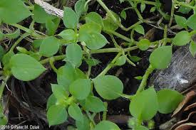 Attēlu rezultāti vaicājumam “Stellaria longifolia leaf”
