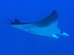 Image result for Mobula birostris