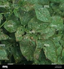 Attēlu rezultāti vaicājumam “Phyllotreta sp.”