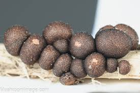 Attēlu rezultāti vaicājumam “Lycogala roseosporum spores”