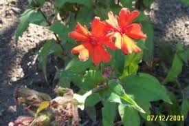 Attēlu rezultāti vaicājumam “Silene x arkwrightii Vesuvius flower”