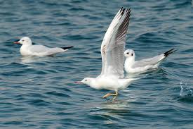 Image result for Chroicocephalus genei