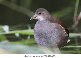Attēlu rezultāti vaicājumam “Gallinula chloropus juvenile”