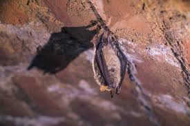 Attēlu rezultāti vaicājumam “Myotis nattereri”