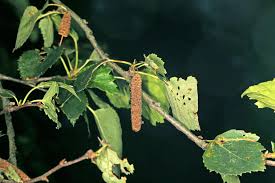 Attēlu rezultāti vaicājumam “Betula humilis fruit”
