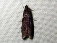 Attēlu rezultāti vaicājumam “Ortholepis betulae”