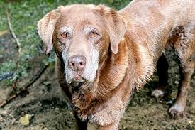 Afbeeldingsresultaat voor honden