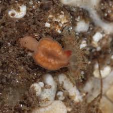 Attēlu rezultāti vaicājumam “Diderma crustaceum young”