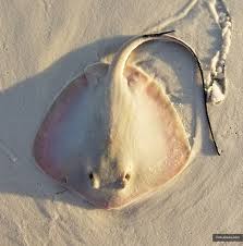 Image result for Hypanus say