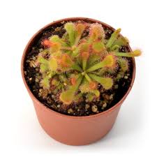Image result for Drosera