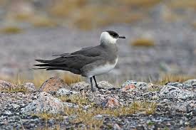 Attēlu rezultāti vaicājumam “Stercorarius parasiticus”