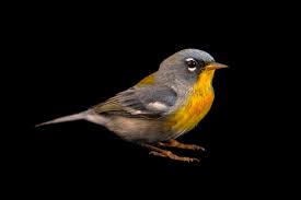 Image result for Parula americana