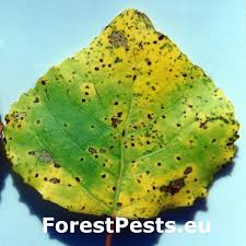 Attēlu rezultāti vaicājumam “Thecabius affinis”