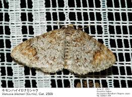 Attēlu rezultāti vaicājumam “Venusia blomeri”