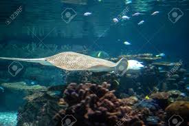 Image result for Himantura uarnak