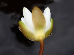 Attēlu rezultāti vaicājumam “Nymphaea candida flower”