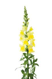 Attēlu rezultāti vaicājumam “Antirrhinum majus”