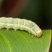 Attēlu rezultāti vaicājumam “Mamestra brassicae exuvia”