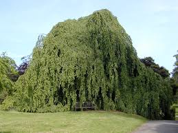 Attēlu rezultāti vaicājumam “Fagus sylvatica”