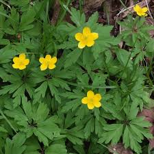 Attēlu rezultāti vaicājumam “Ranunculaceae”
