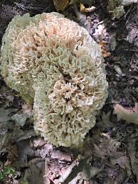 Attēlu rezultāti vaicājumam “Chaenotheca brunneola”