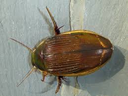 Attēlu rezultāti vaicājumam “Dytiscus dimidiatus”