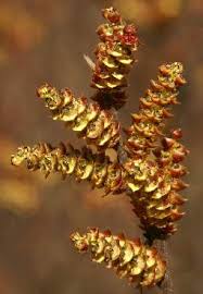 Attēlu rezultāti vaicājumam “Myrica gale male flower”