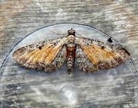 Attēlu rezultāti vaicājumam “Eupithecia icterata female”