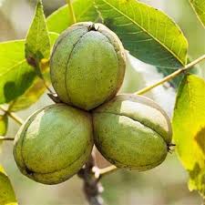 Attēlu rezultāti vaicājumam “Carya ovata fruit”