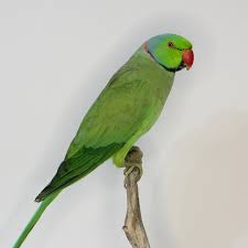 Image result for Psittacula krameri