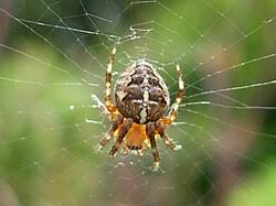 Attēlu rezultāti vaicājumam “Araneus diadematus”